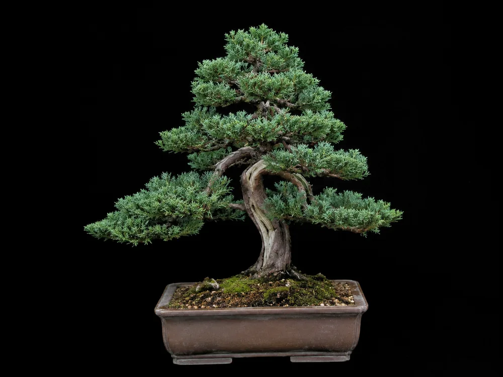 Nana Juniper (Japanese Garden Juniper) bonsai