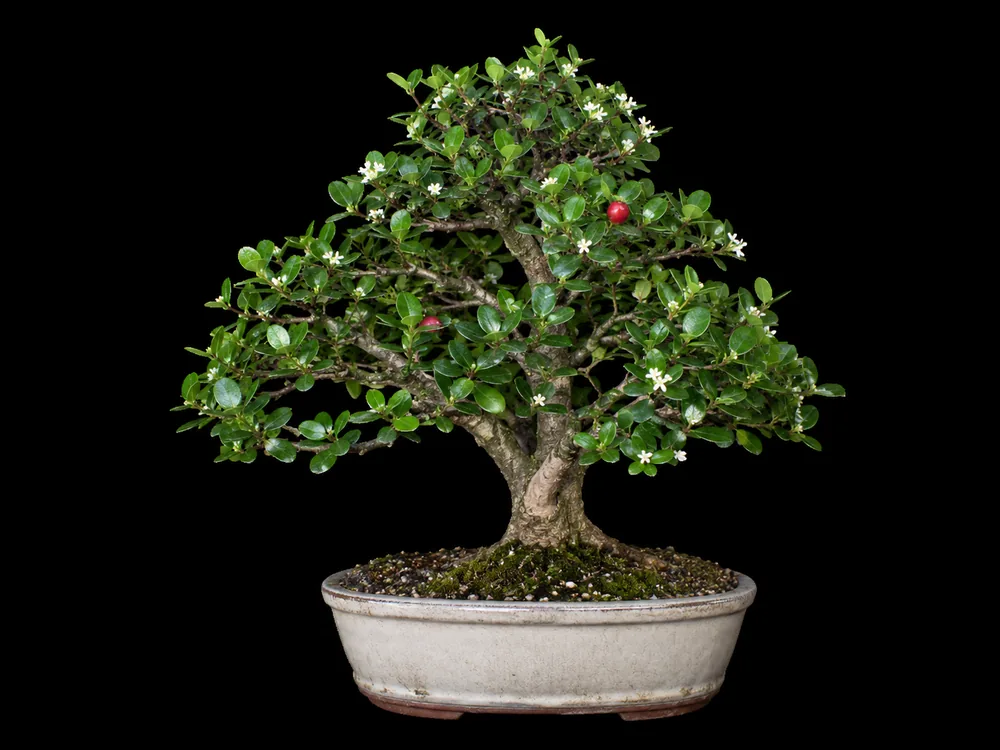 Natal Plum bonsai