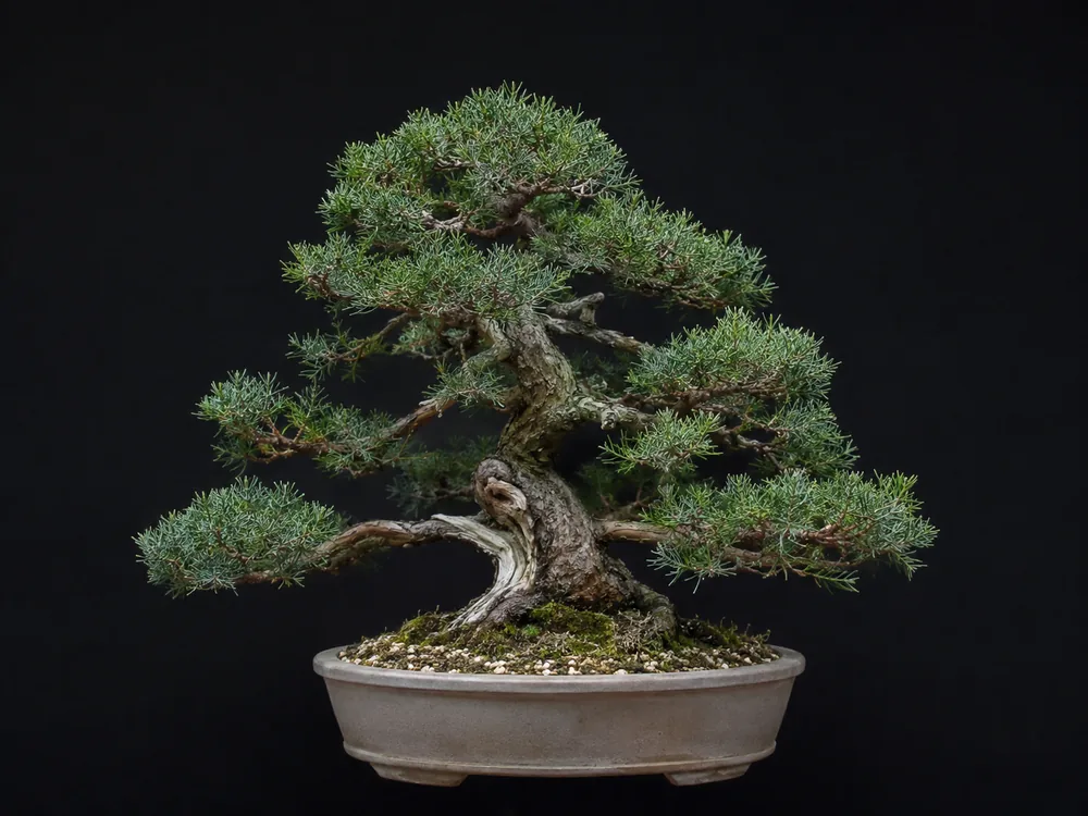 Needle Juniper bonsai