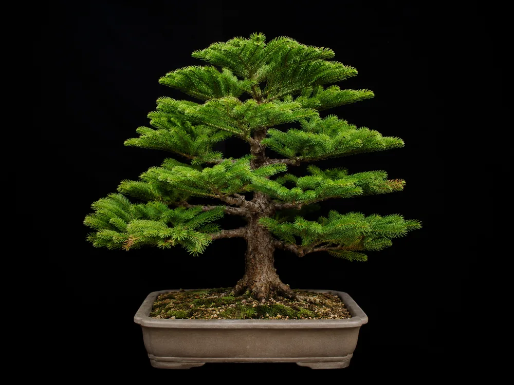 Norfolk Island Pine bonsai