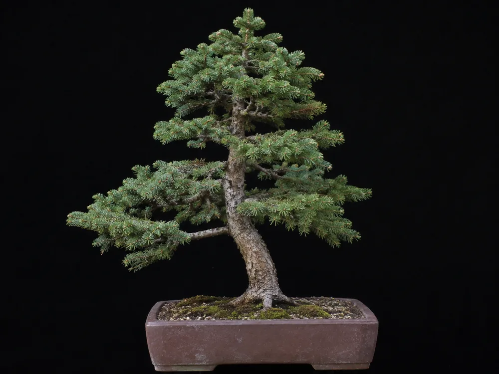 Norway Spruce bonsai