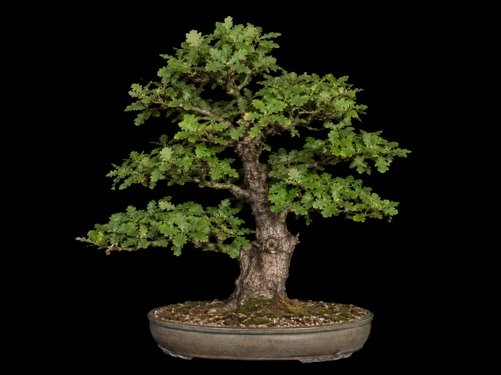 Oak bonsai