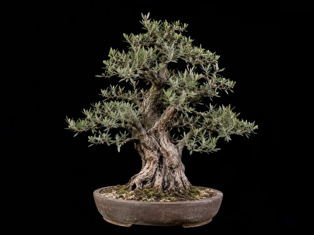 Olive bonsai