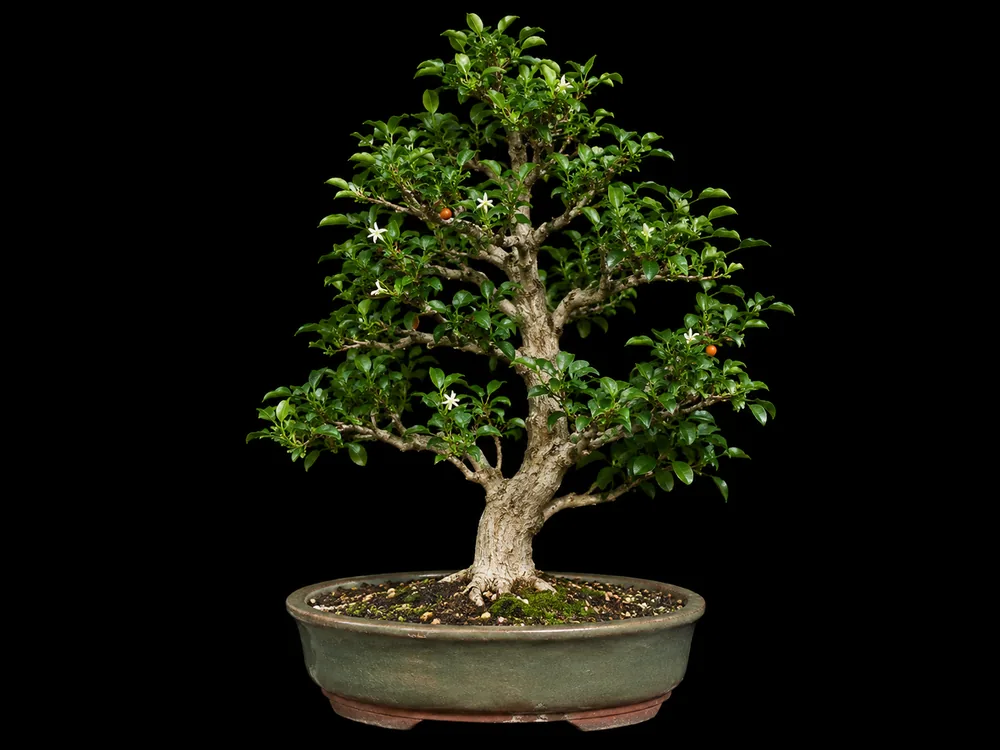 Orange Jasmine bonsai