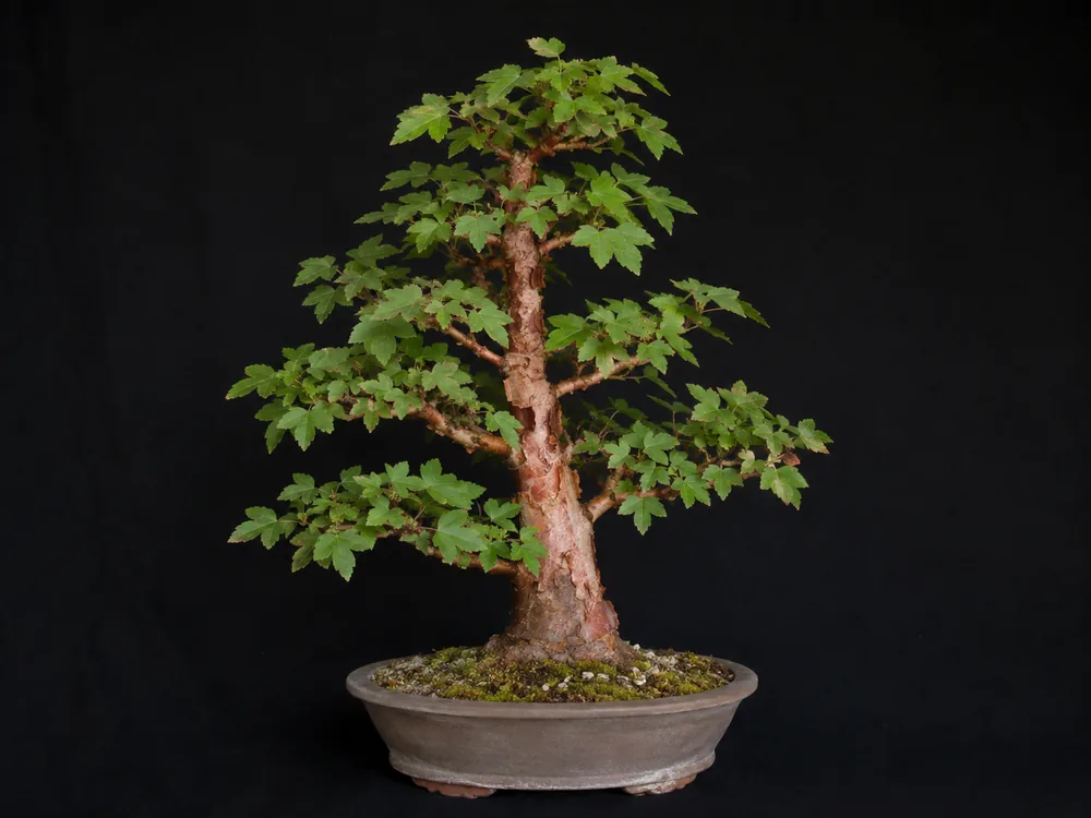 Paperbark Maple bonsai