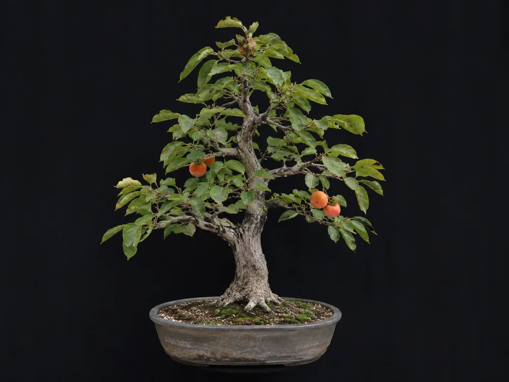 Persimmon bonsai