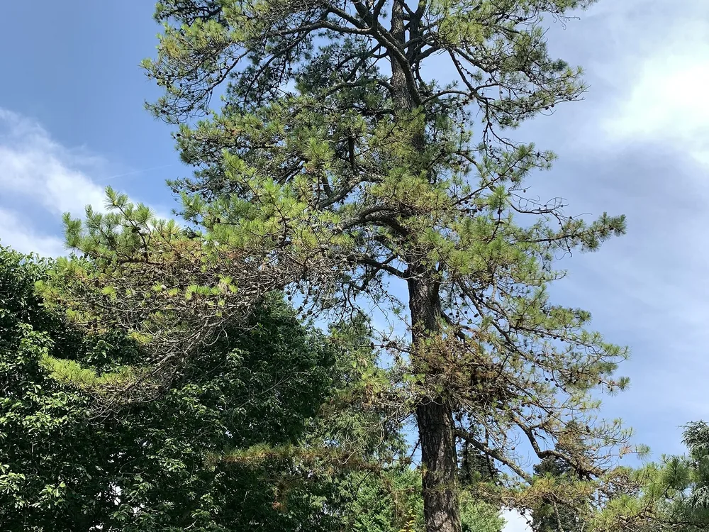 Pitch Pine bonsai