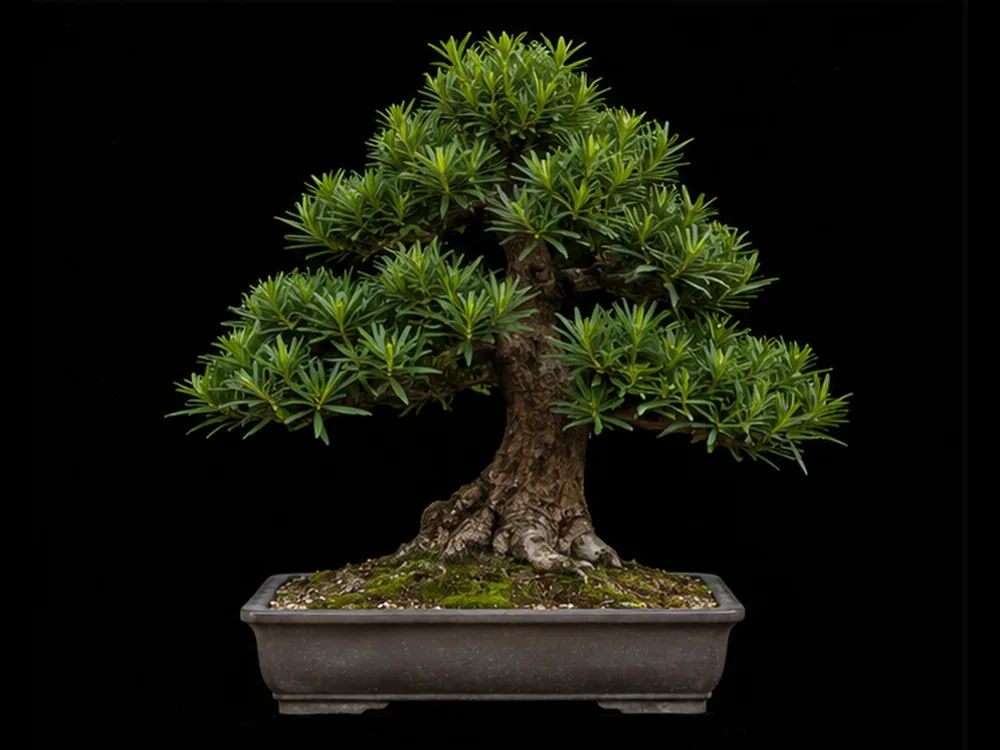 Buddhist Pine bonsai