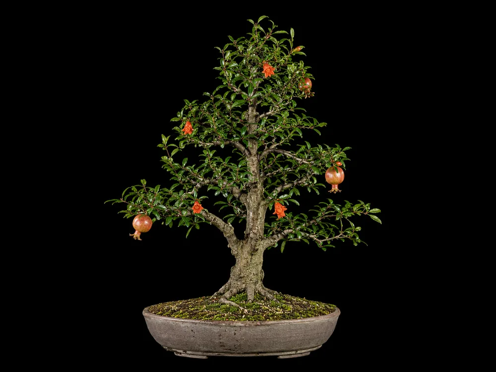 Pomegranate bonsai