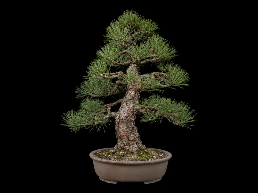 Ponderosa Pine bonsai