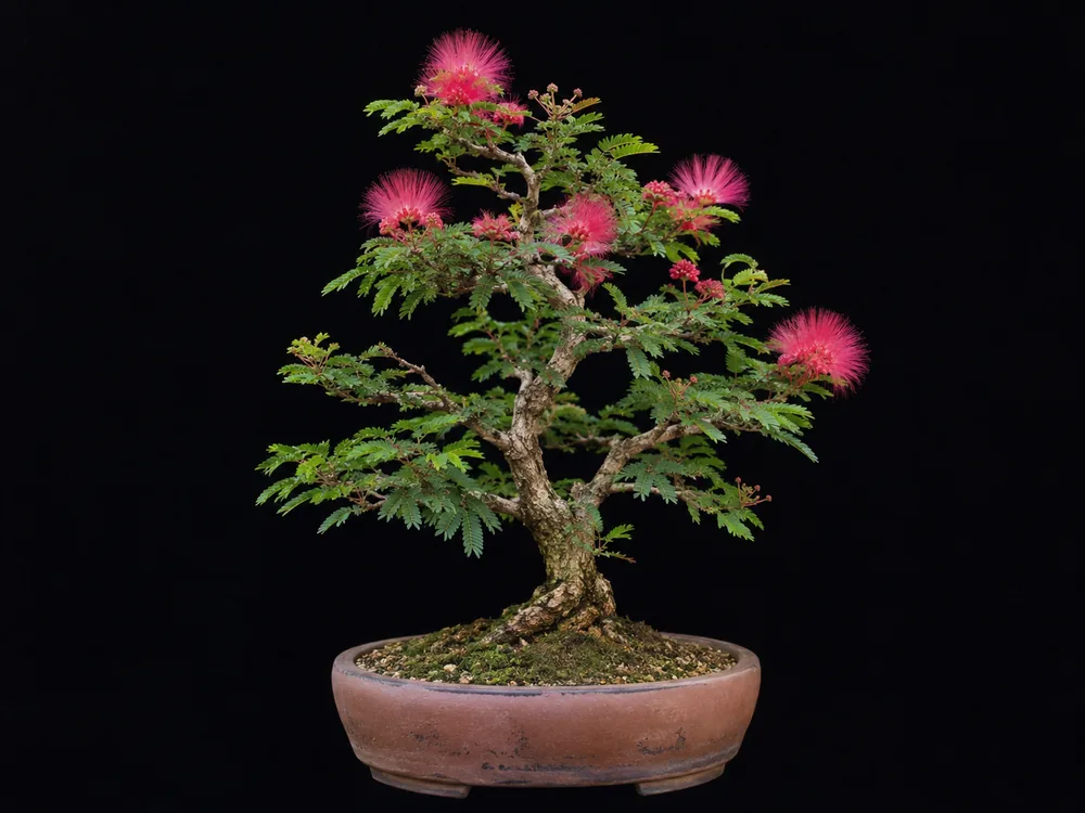 Powder Puff bonsai