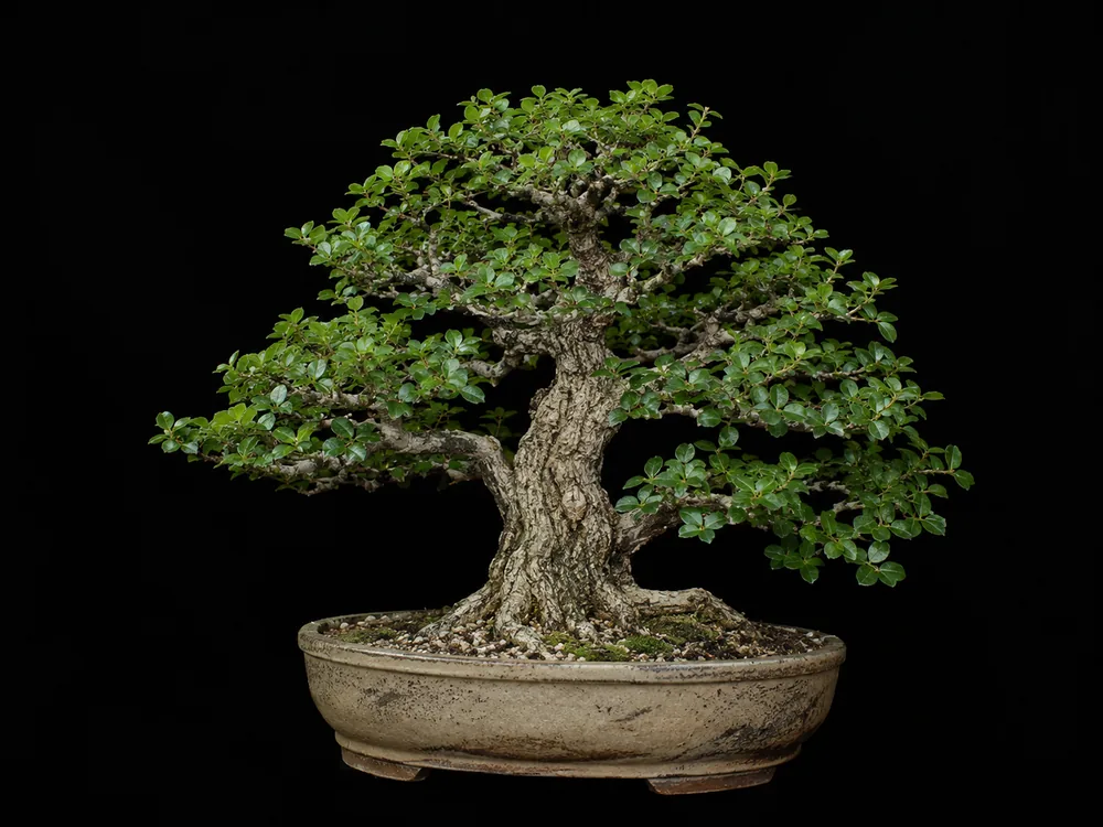 Premna bonsai