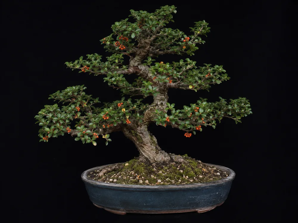 Pyracantha (Firethorn) bonsai
