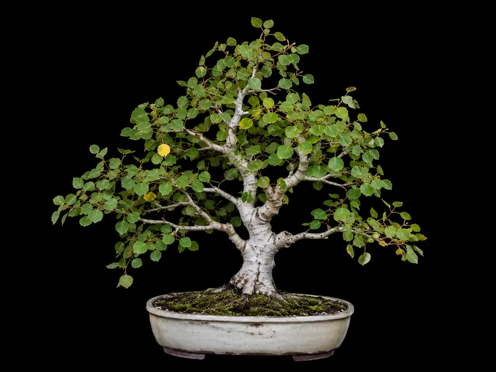 Quaking Aspen bonsai