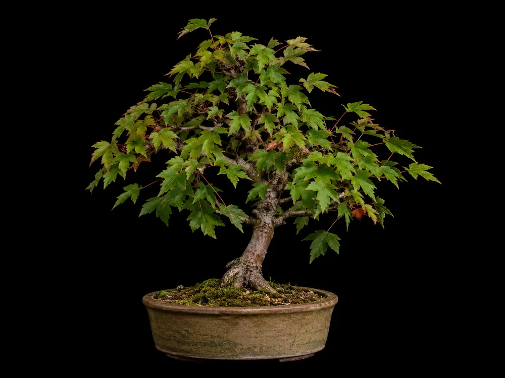 Red Maple bonsai