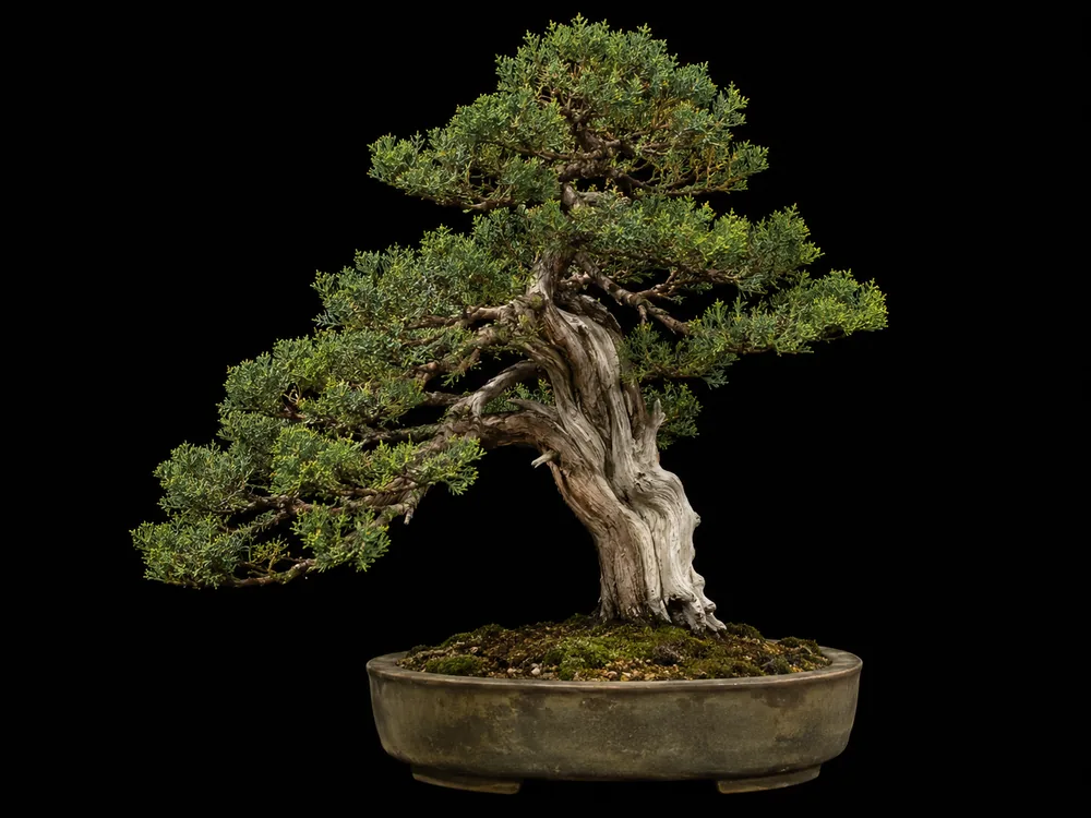 Rocky Mountain Juniper bonsai
