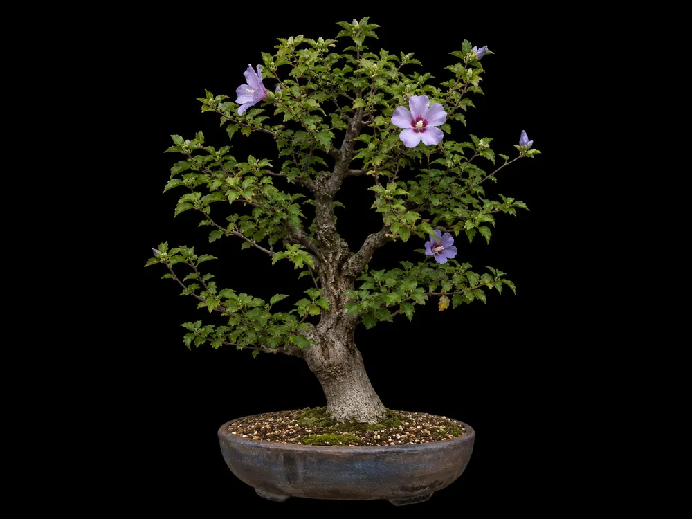 Rose of Sharon bonsai