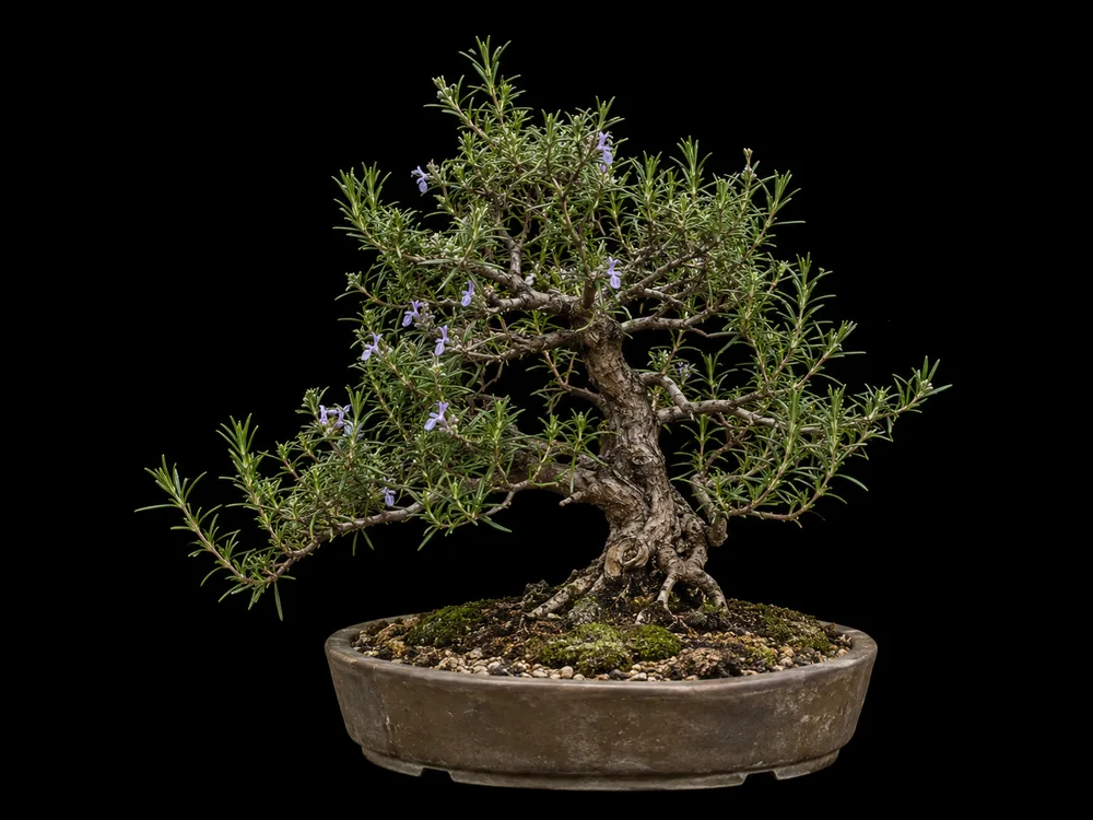 Rosemary bonsai