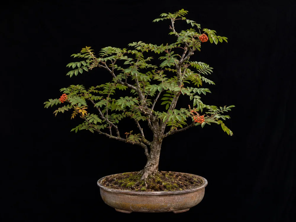 Rowan bonsai