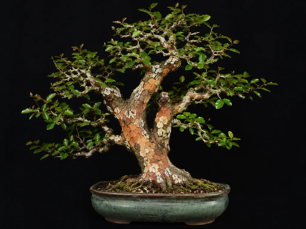 Sageretia / Sweet Plum bonsai