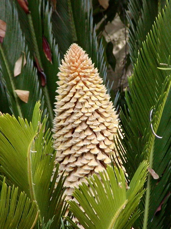 Sago Palm bonsai