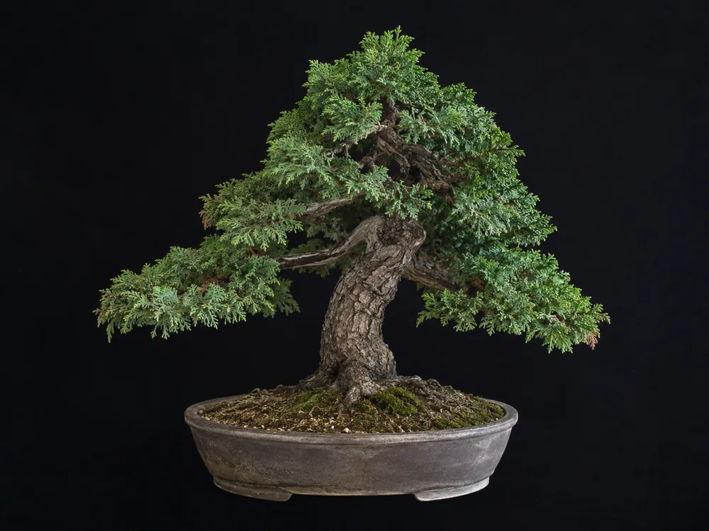 Sawara Cypress bonsai