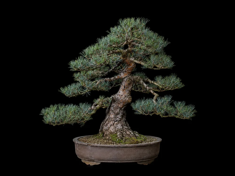 Scots Pine bonsai