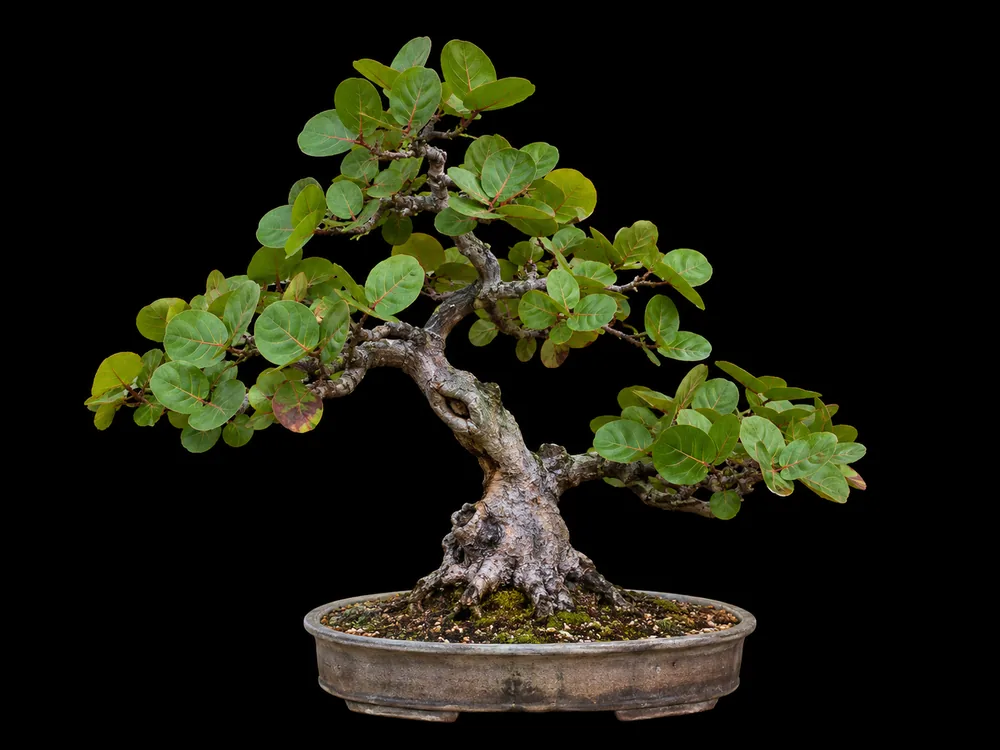 Sea Grape bonsai