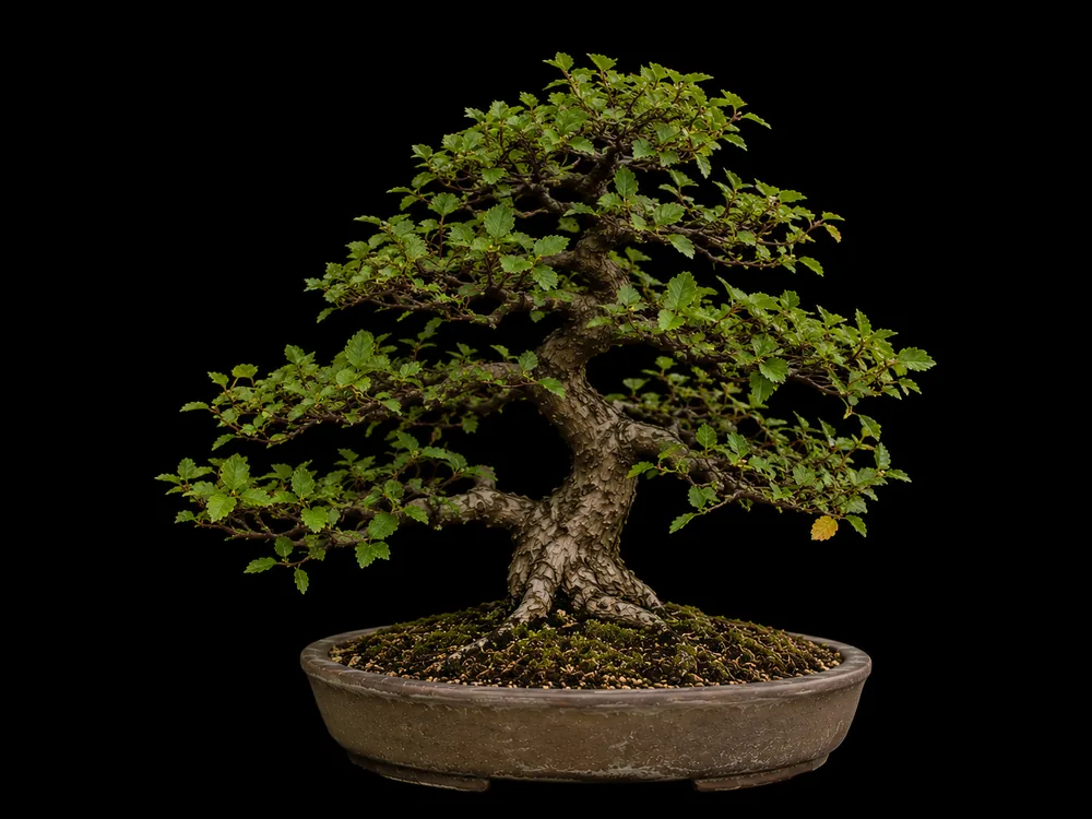 Siberian Elm bonsai