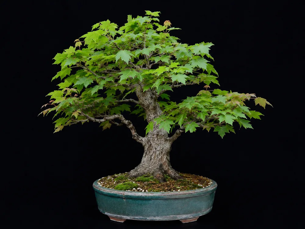 Sugar Maple bonsai