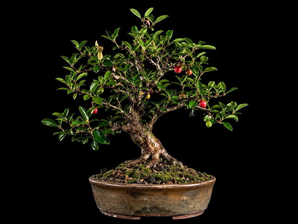 Surinam Cherry bonsai