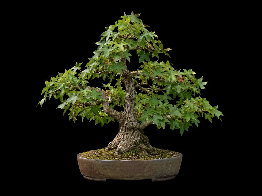 Sweetgum bonsai