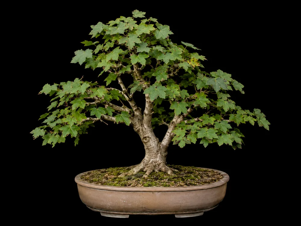 Sycamore Maple bonsai