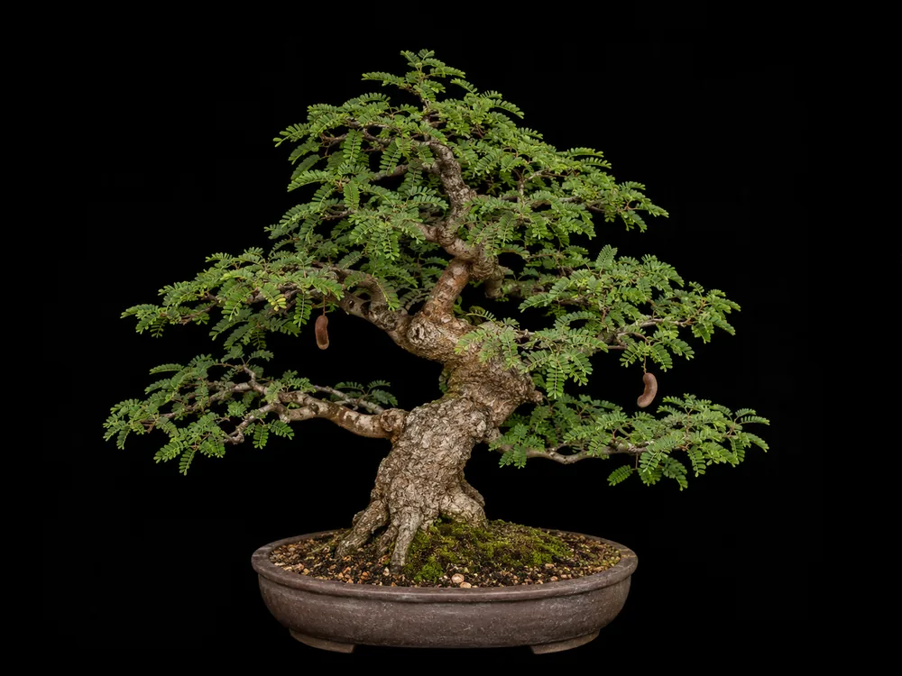 Tamarind bonsai