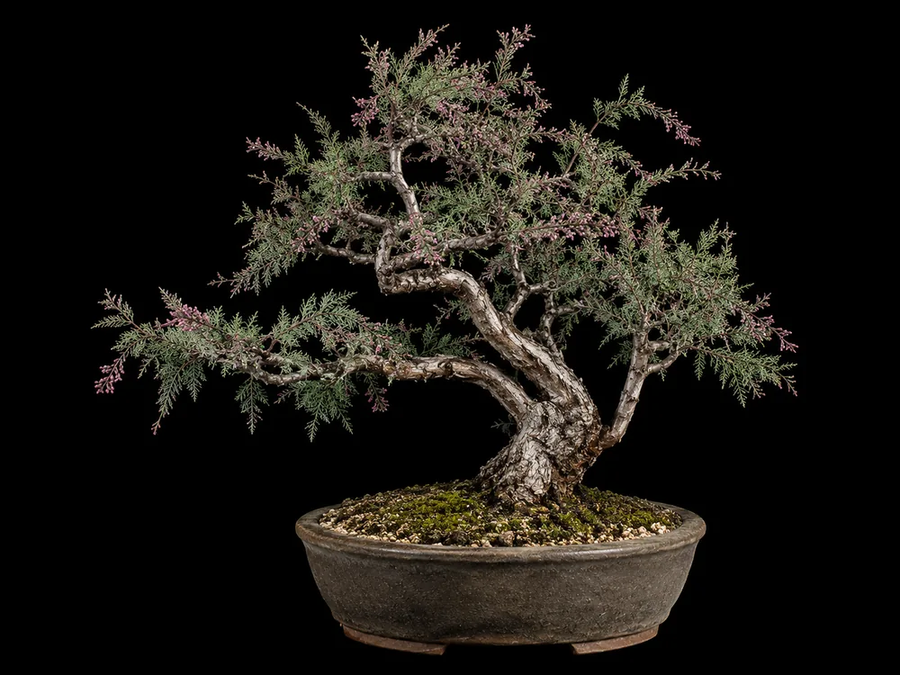 Tamarisk bonsai