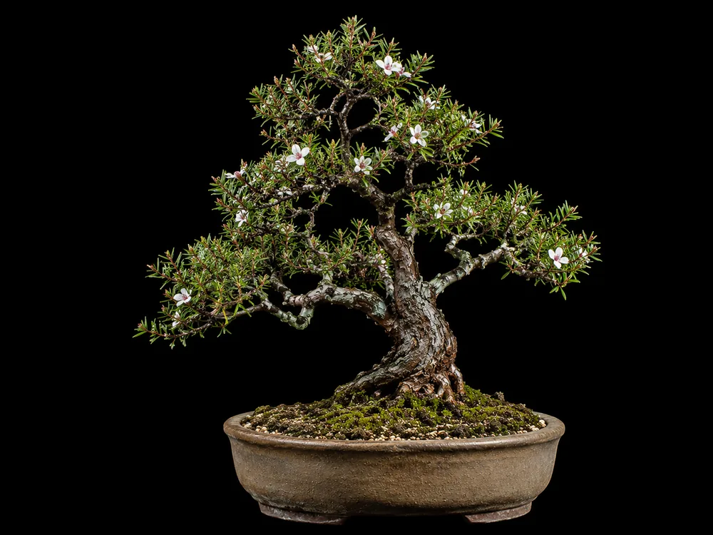 Tea Tree bonsai