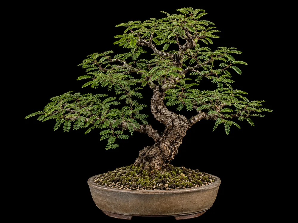 Texas Ebony bonsai