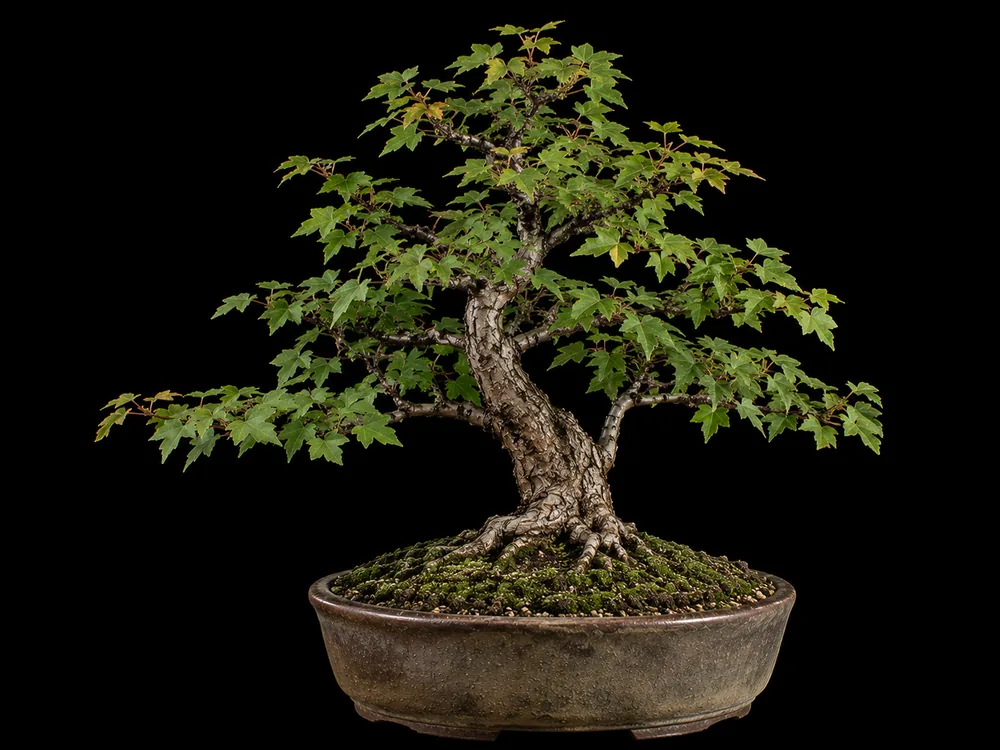Trident Maple bonsai