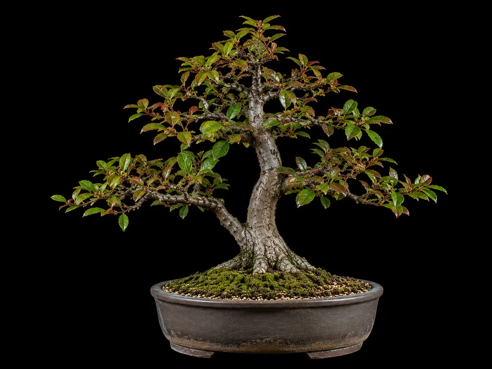 Tupelo (Black Gum) bonsai