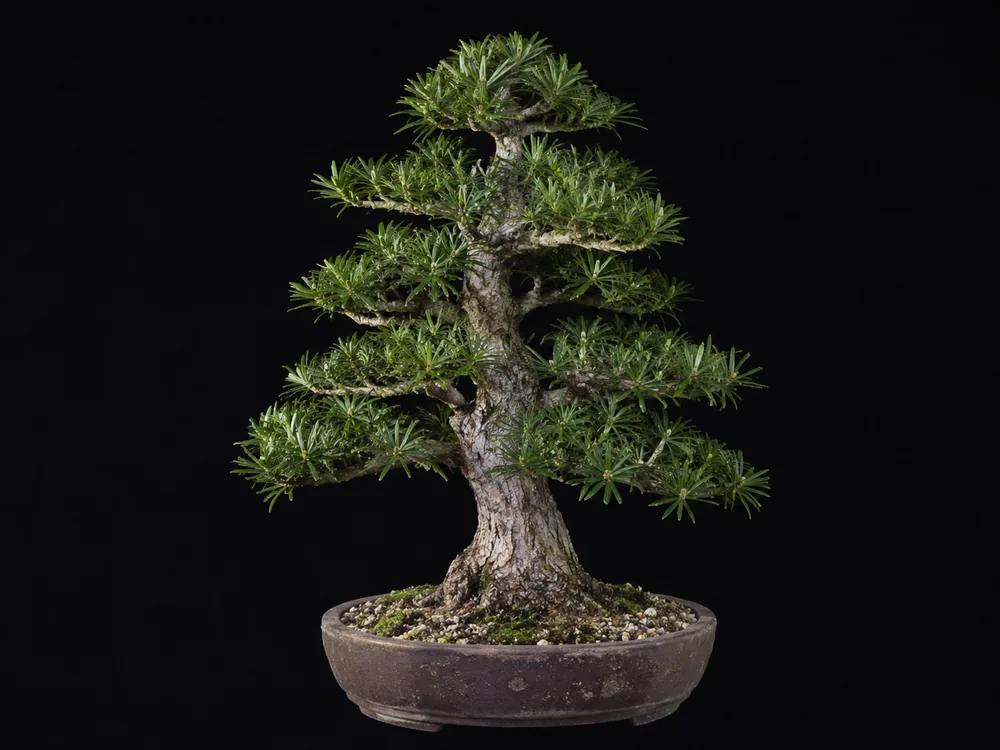 Japanese Umbrella Pine bonsai