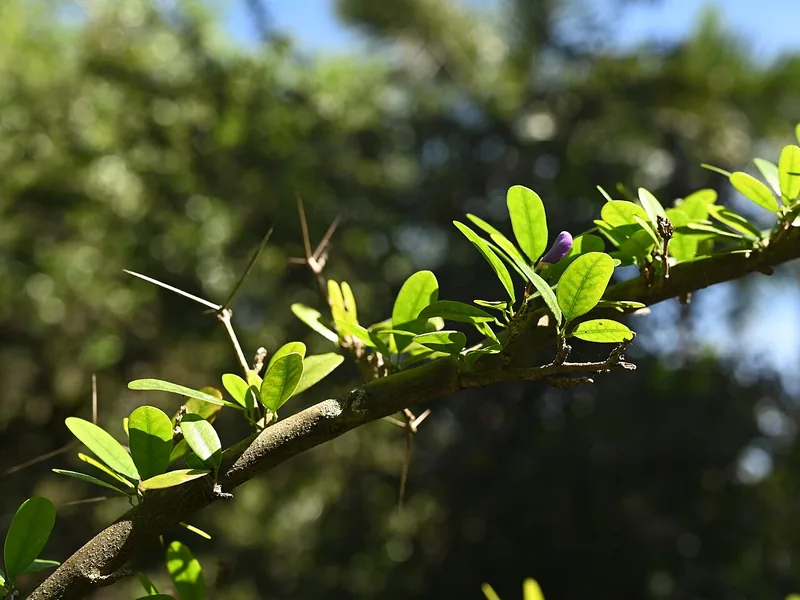 Vietnamese Blue Bell bonsai