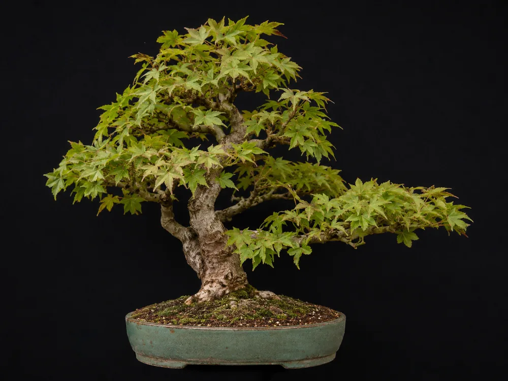 Vine Maple bonsai