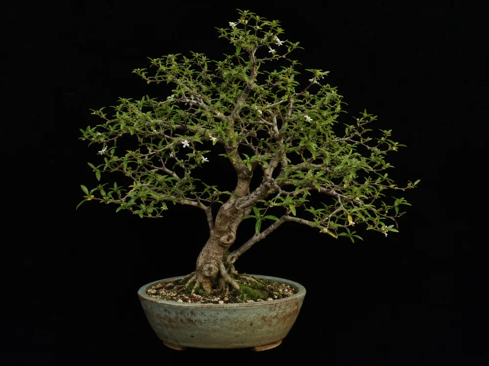 Water Jasmine bonsai