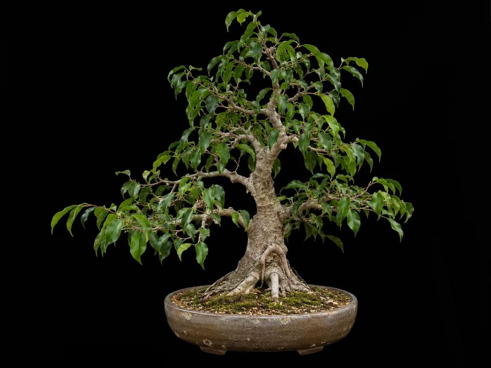 Weeping Fig bonsai