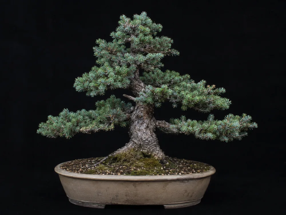 White Spruce bonsai