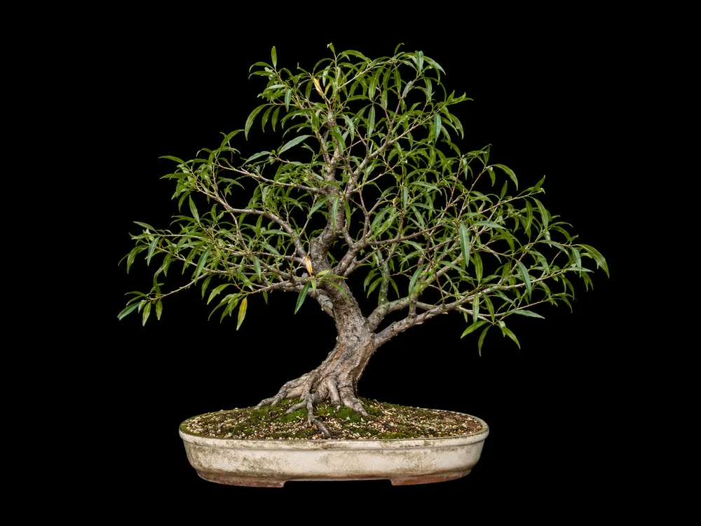 Willow Leaf Ficus bonsai