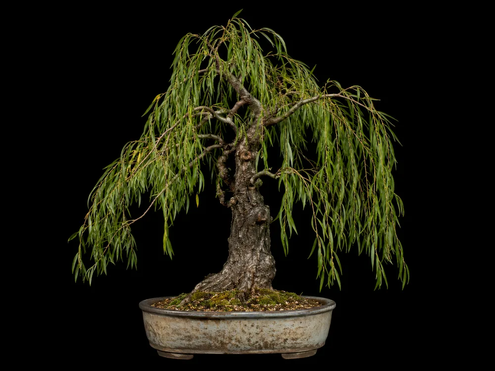Willow (Weeping / Dappled) bonsai