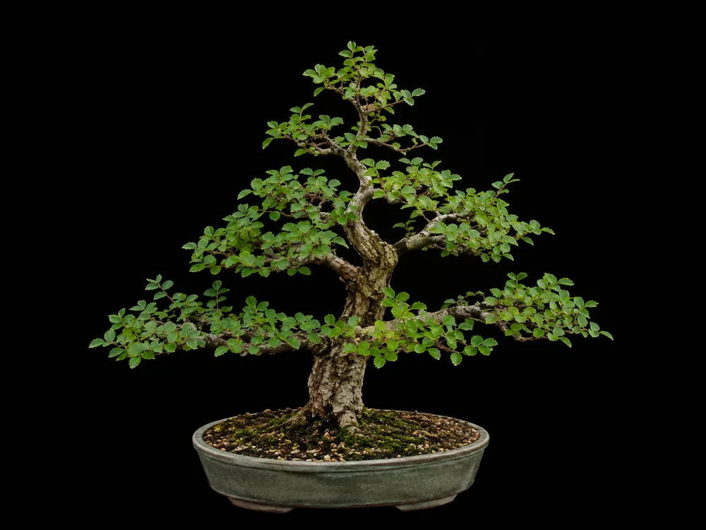 Winged Elm bonsai