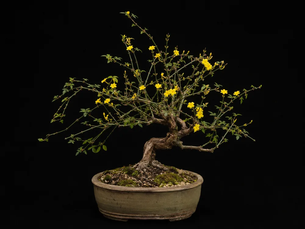Winter Jasmine bonsai