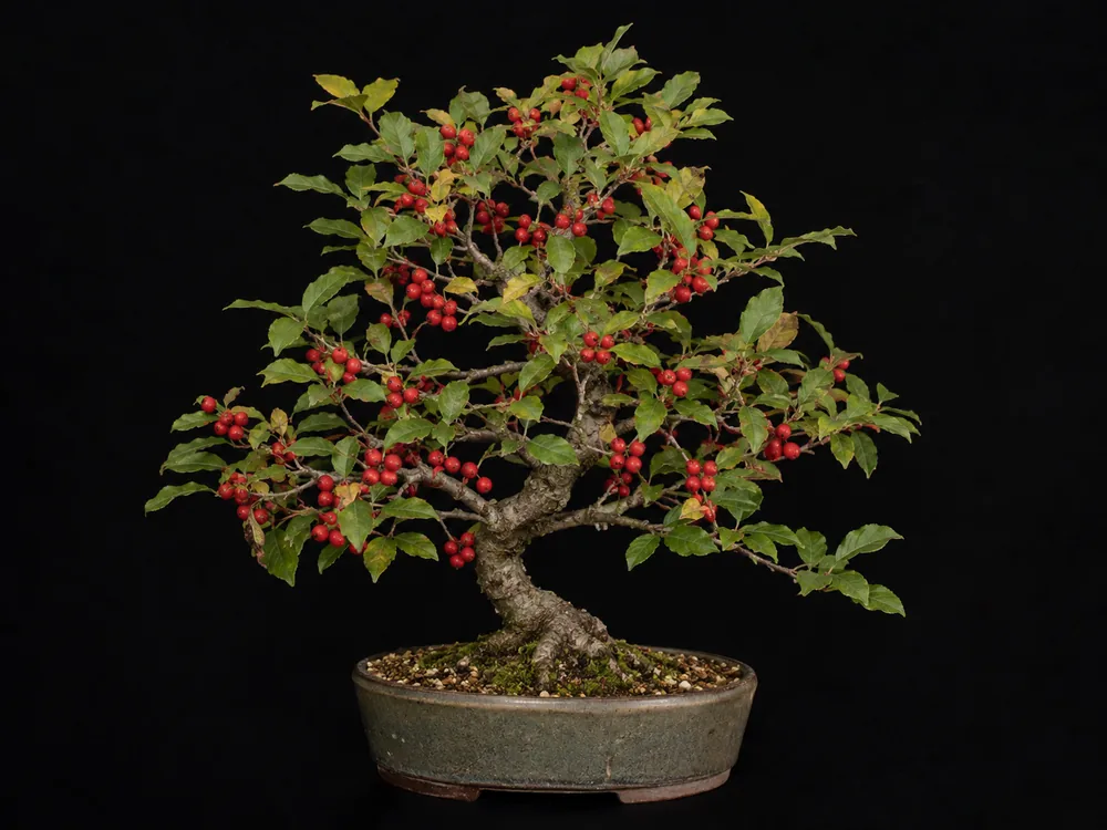 Winterberry Holly bonsai